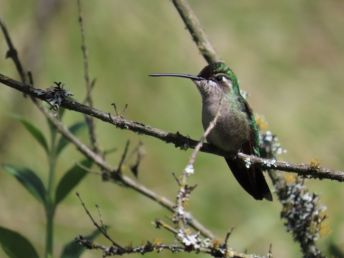 Rivoli's Hummingbird - ML596416681