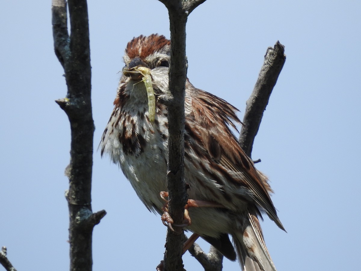 Song Sparrow - ML596417151