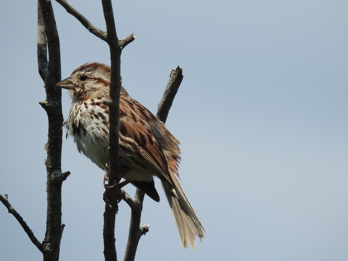 Song Sparrow - ML596417161