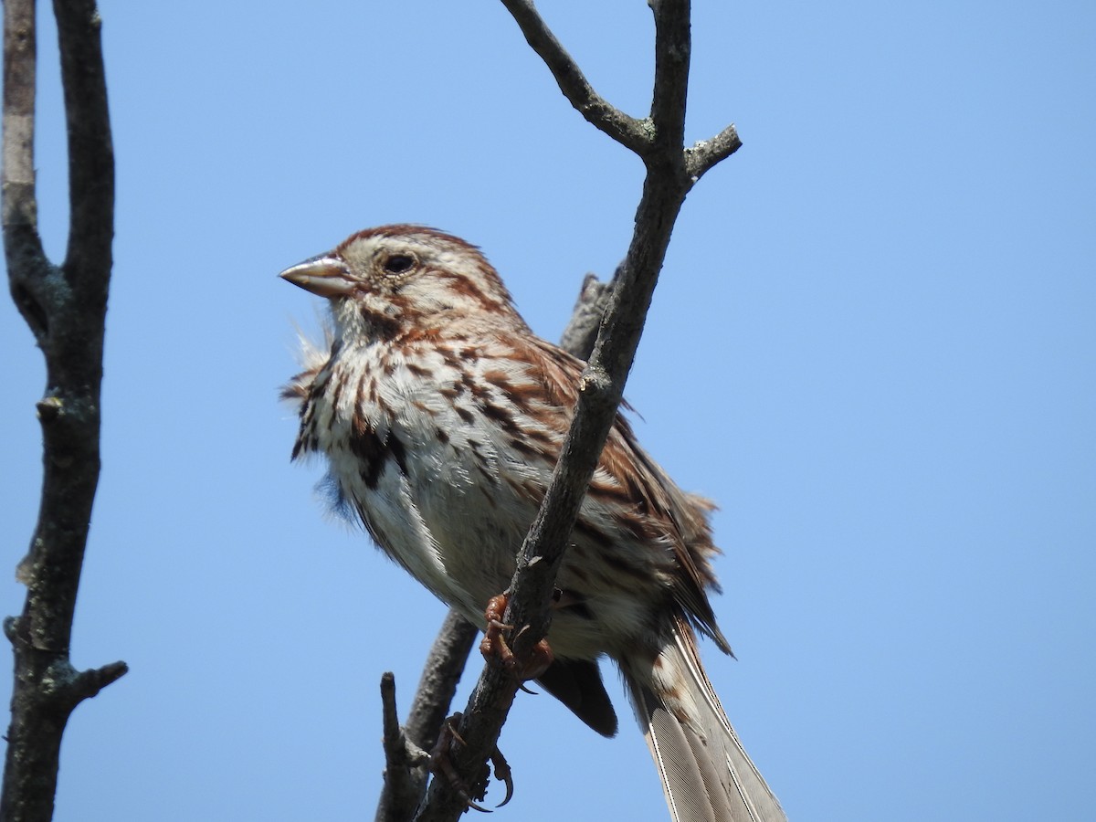 Song Sparrow - ML596417181