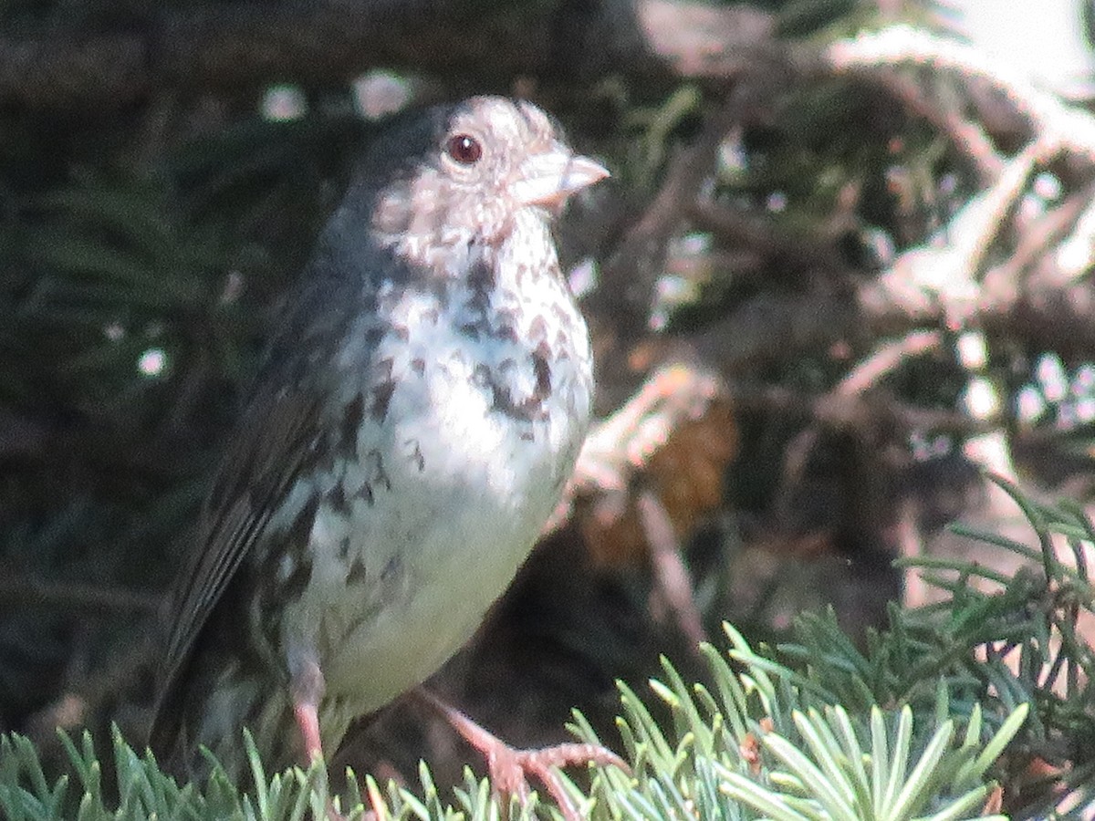 Fox Sparrow (Slate-colored) - ML596417751