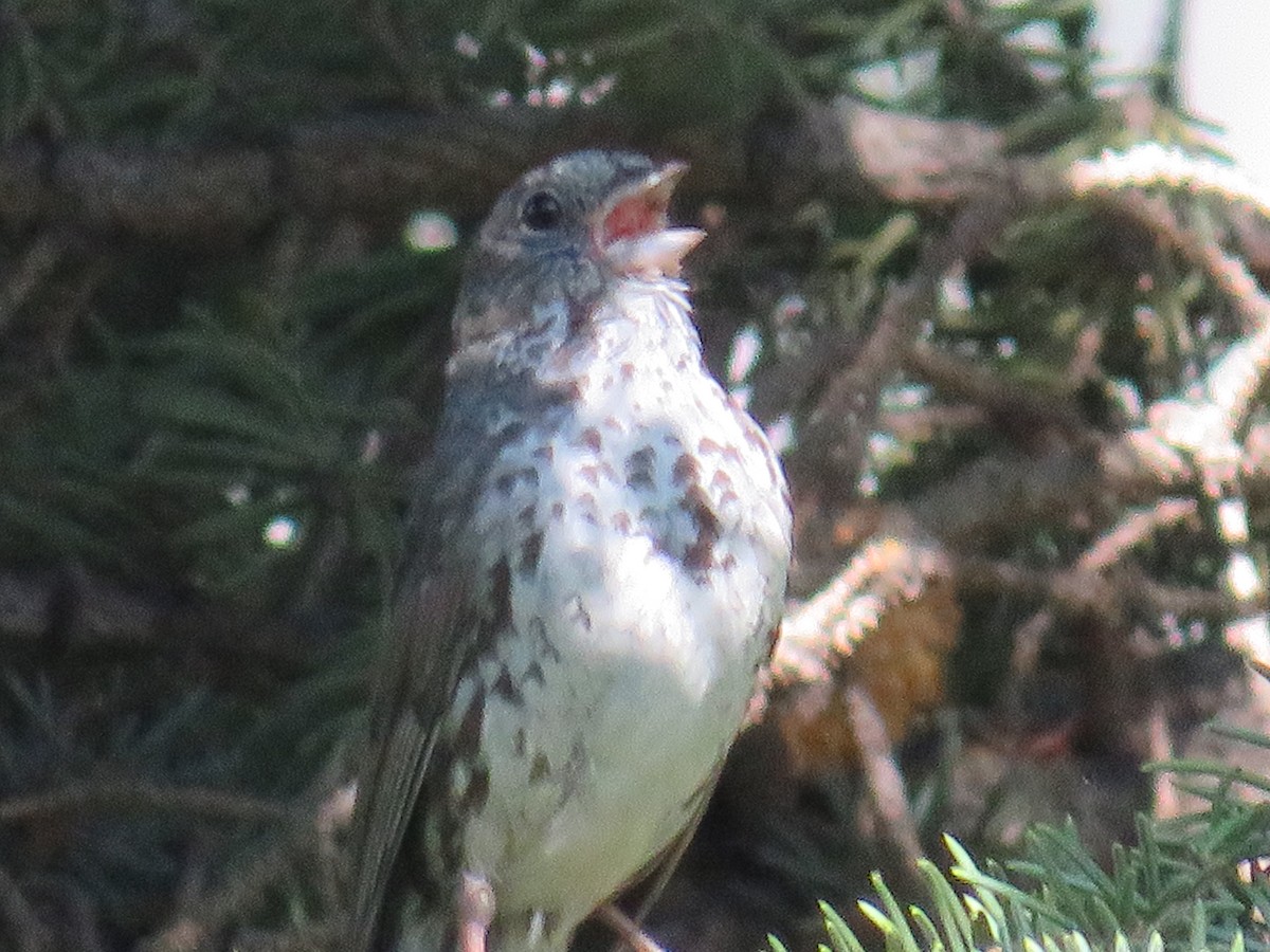 Fox Sparrow (Slate-colored) - ML596418101