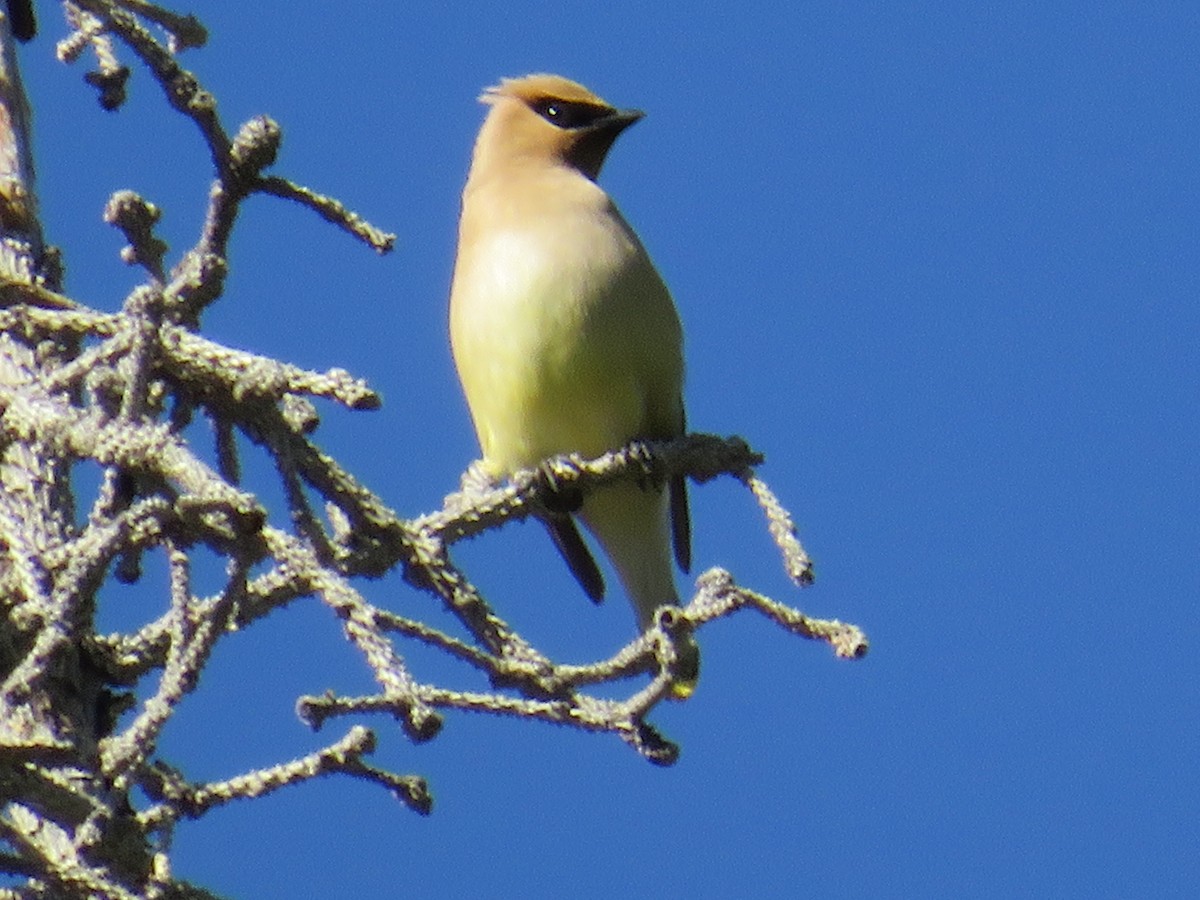 Cedar Waxwing - ML596418781