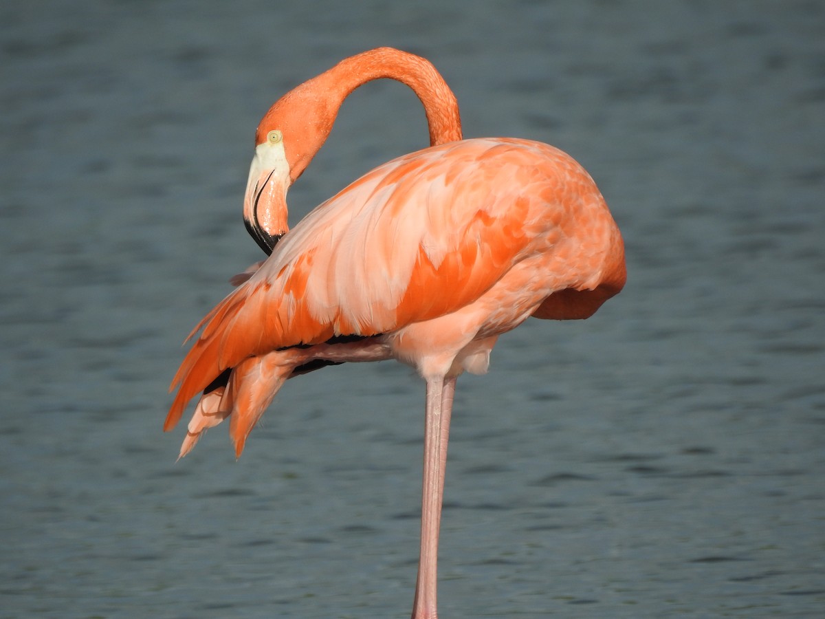 American Flamingo - Mary Win OBrien