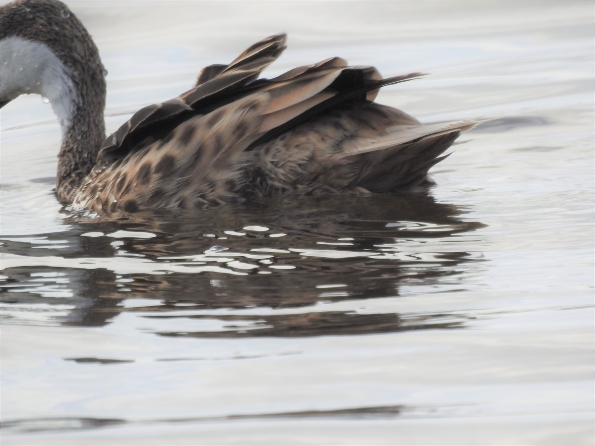 White-cheeked Pintail - ML596419431