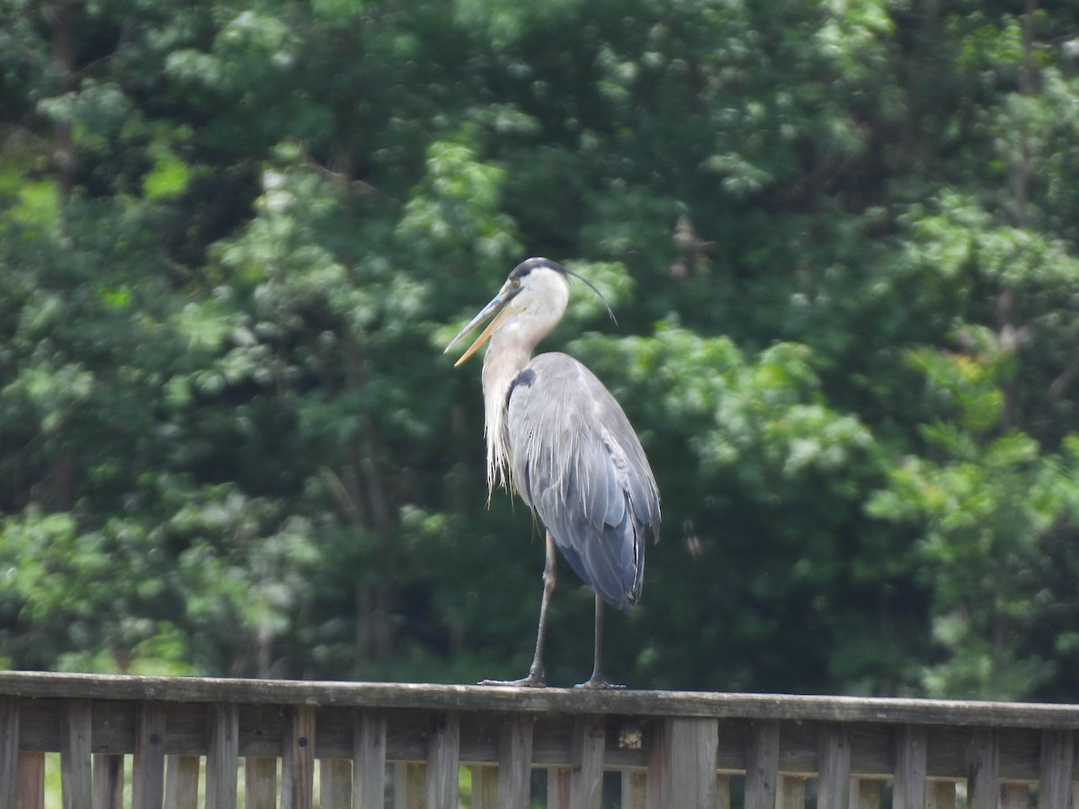 Great Blue Heron - ML596419541