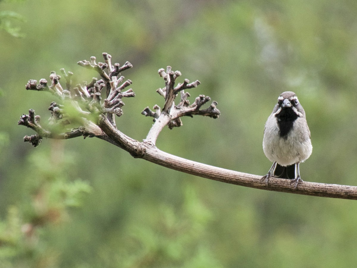 Black-throated Sparrow - ML596419621