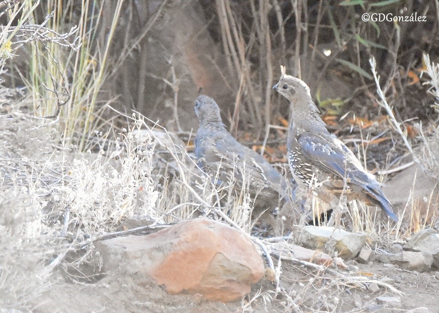 California Quail - ML596419941