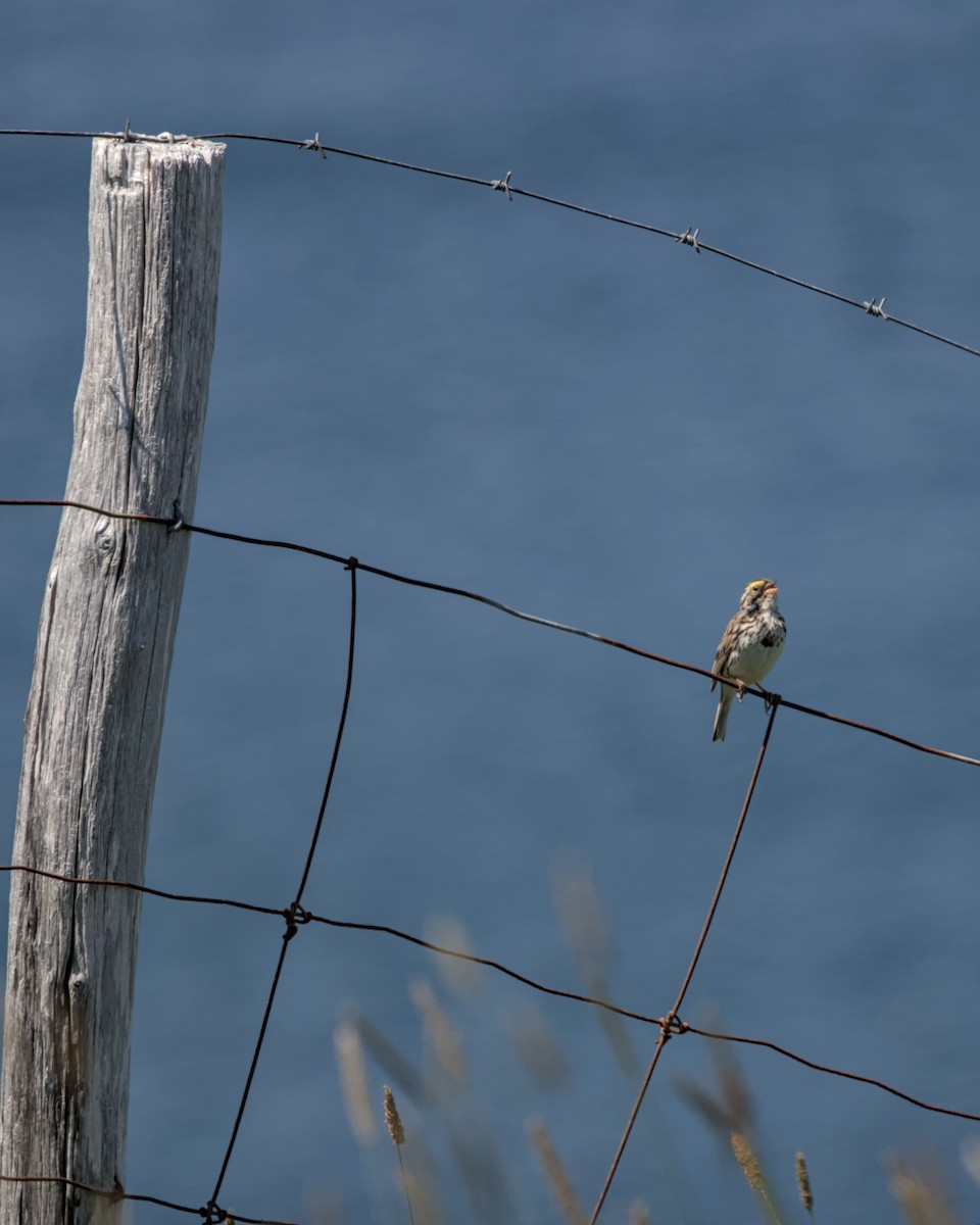 Savannah Sparrow - ML596420051