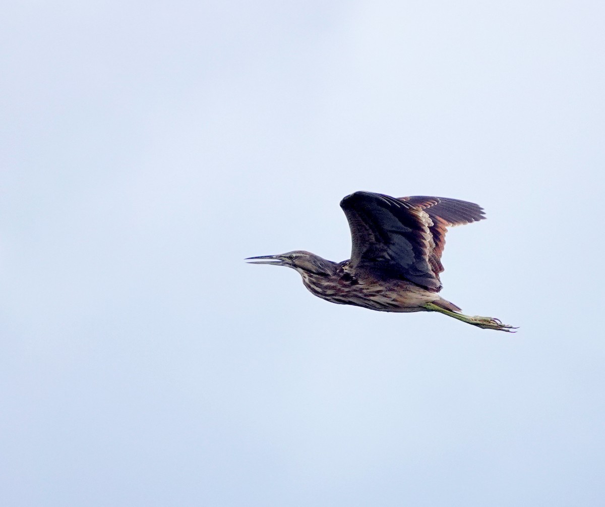 American Bittern - ML596420381