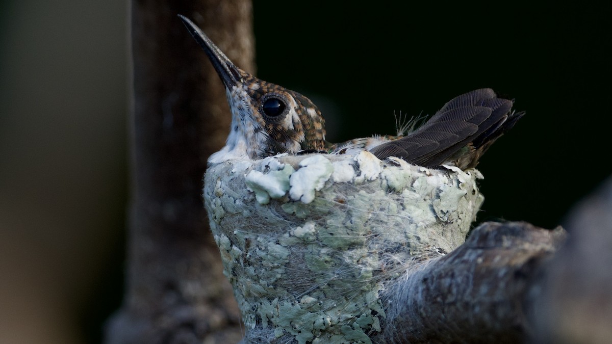 Black-throated Mango - ML596420411