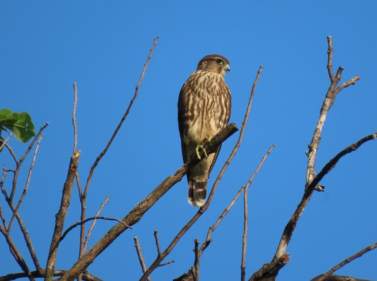 Merlin - ML596420871