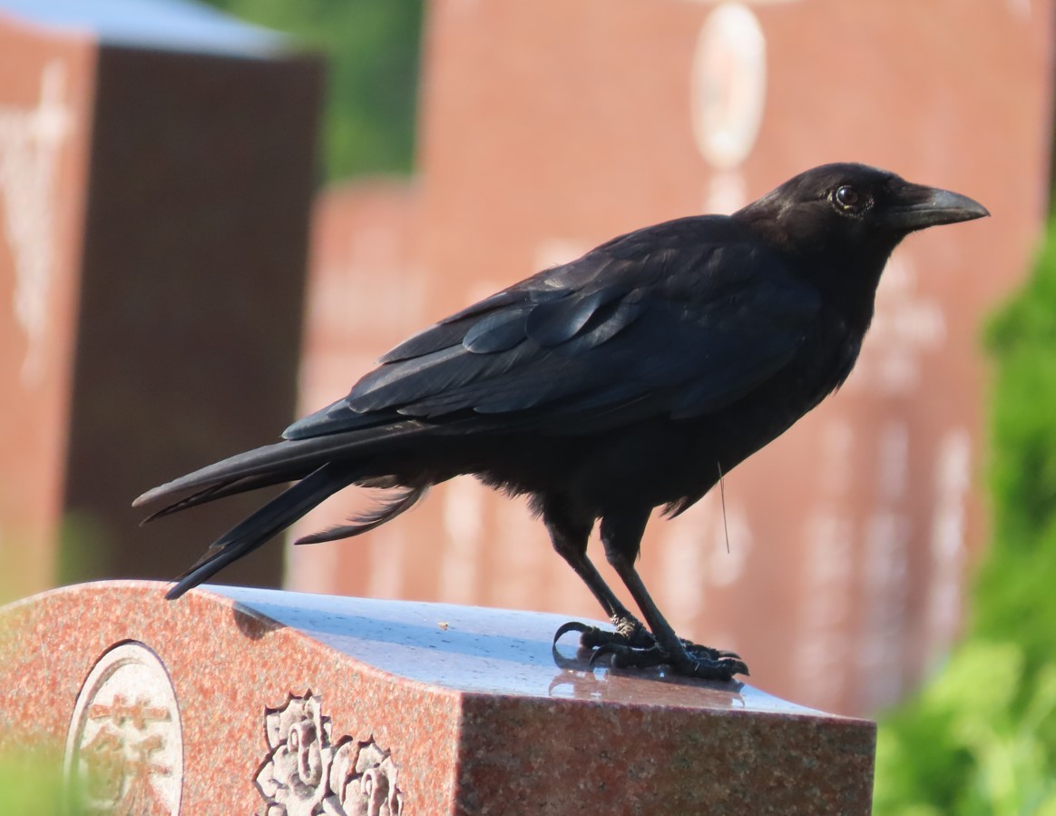American Crow - ML596420931