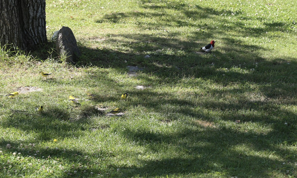 Red-headed Woodpecker - ML596421231
