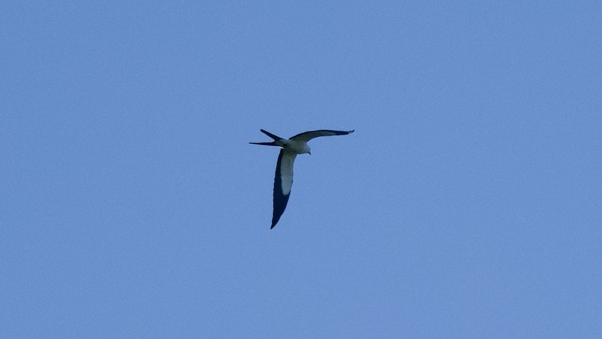 Swallow-tailed Kite - ML596421381