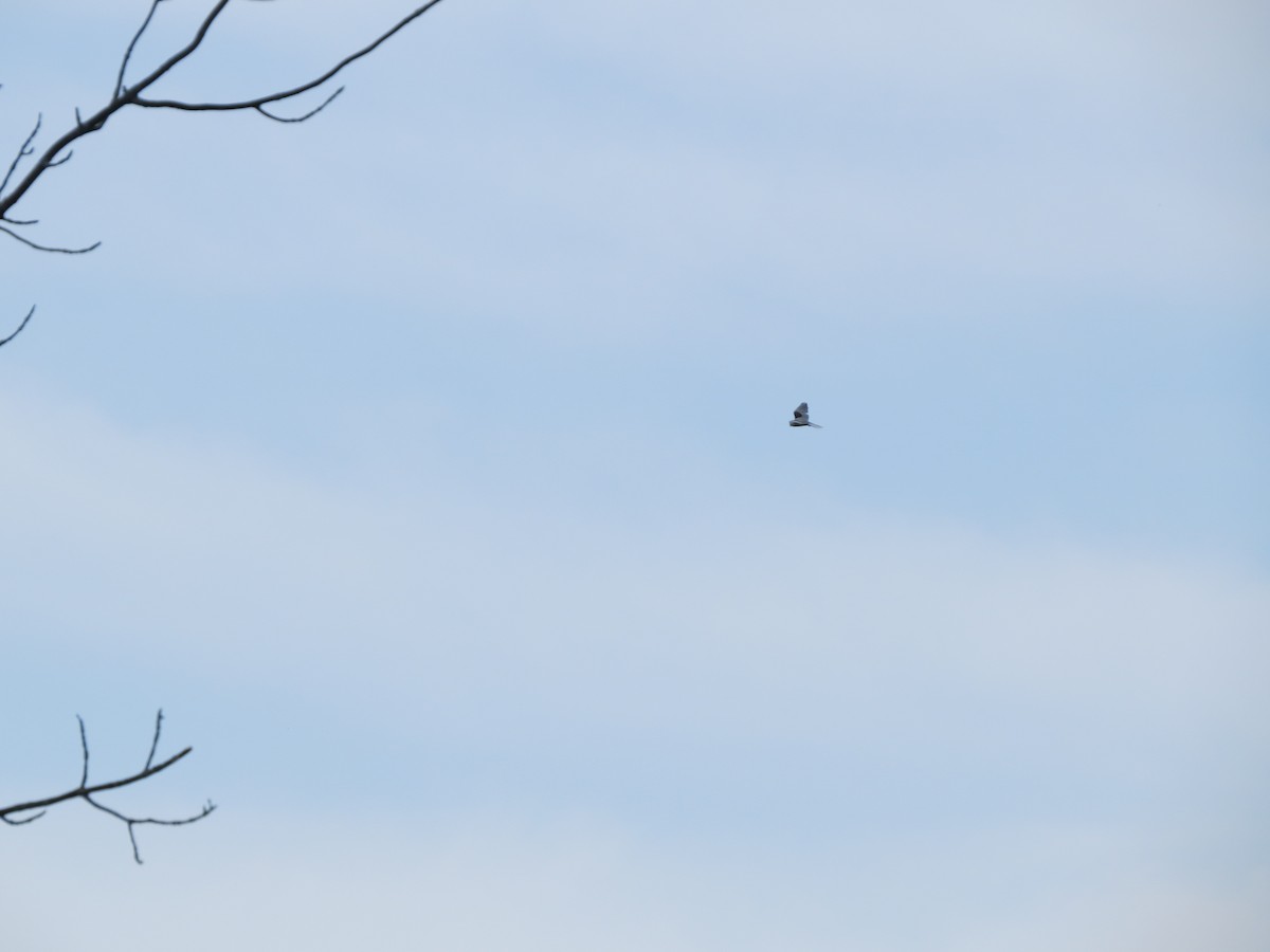 White-tailed Kite - ML596421541
