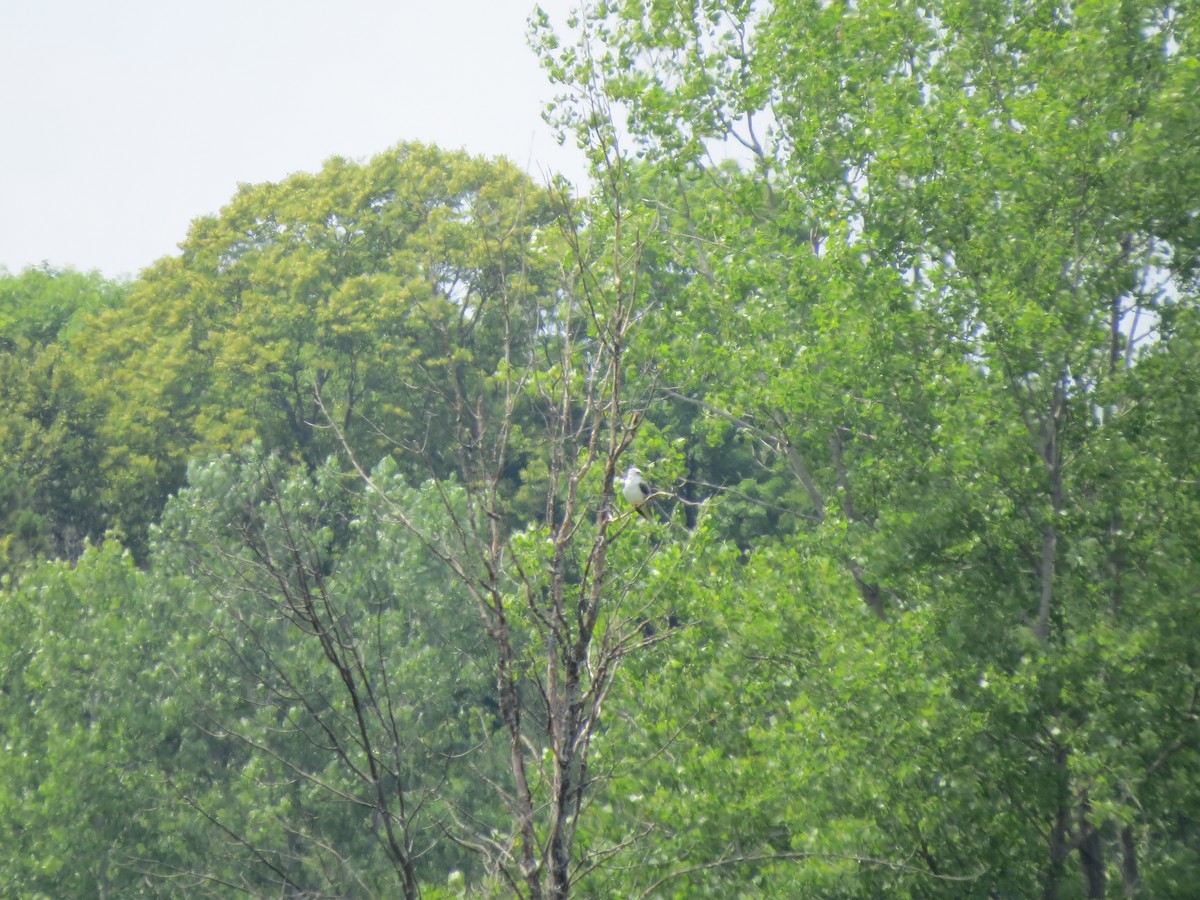 White-tailed Kite - ML596421551