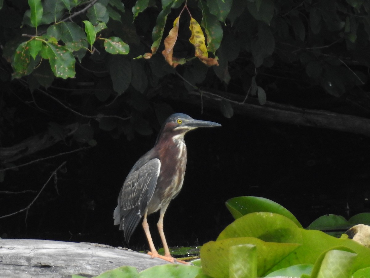 Green Heron - ML596421701