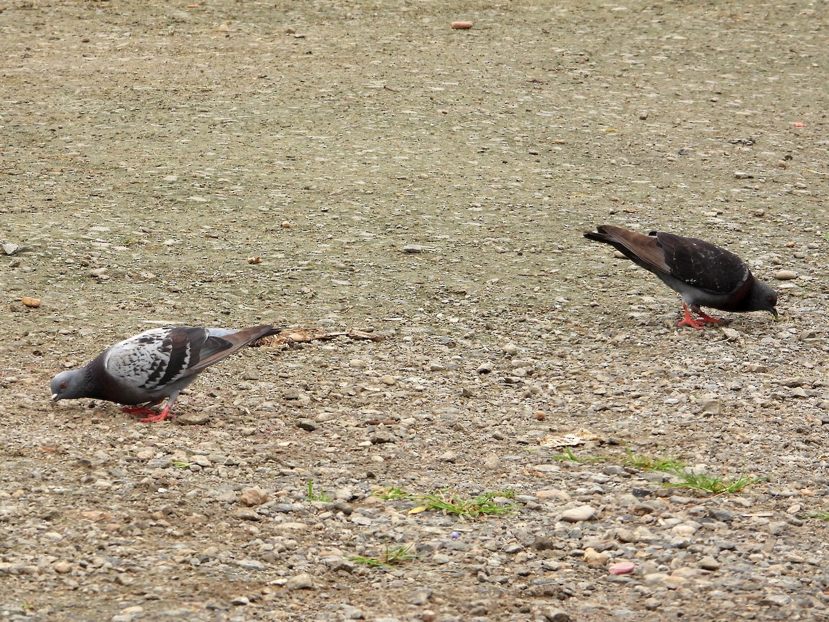 Rock Pigeon (Feral Pigeon) - ML596422021