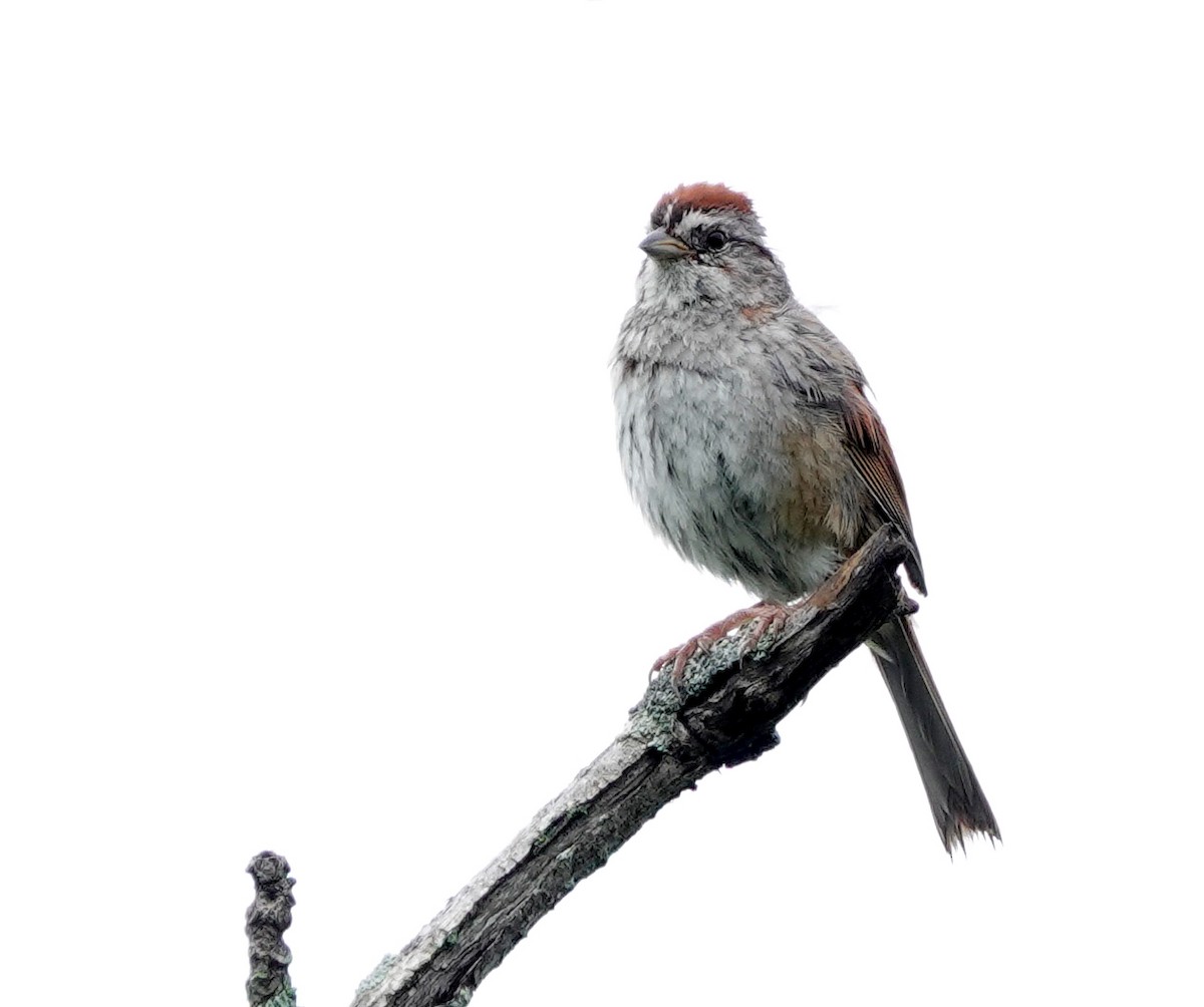 Swamp Sparrow - ML596422081