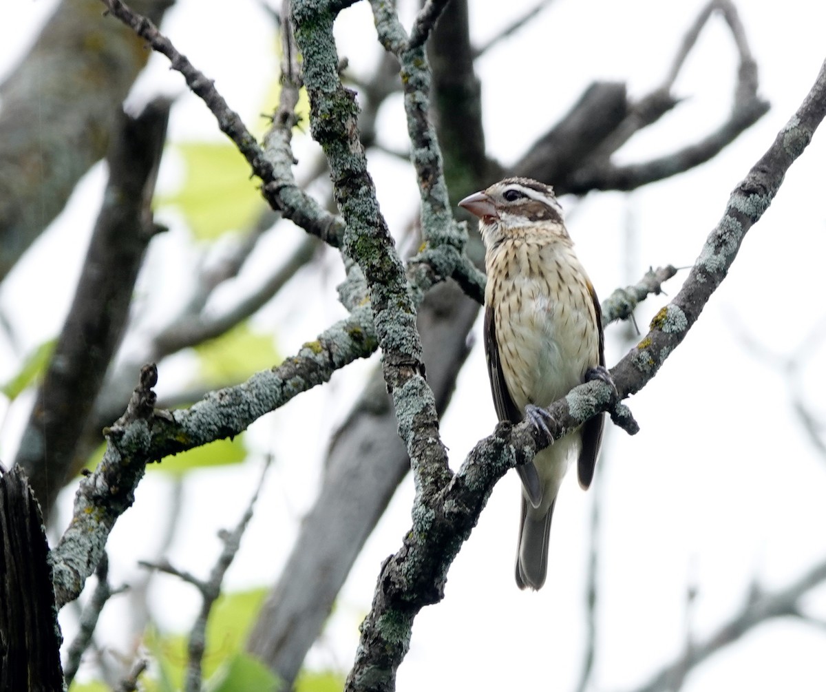 Rose-breasted Grosbeak - ML596422401