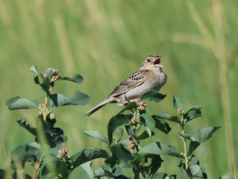 Grasshopper Sparrow - ML596423681