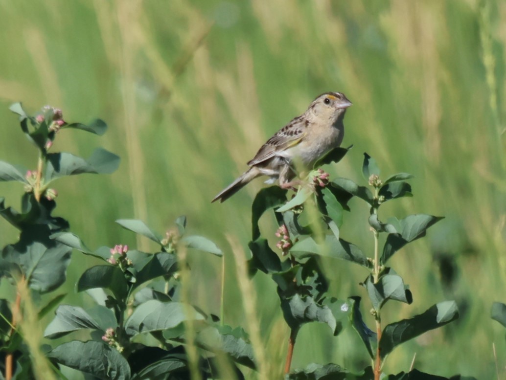 Grasshopper Sparrow - ML596423691