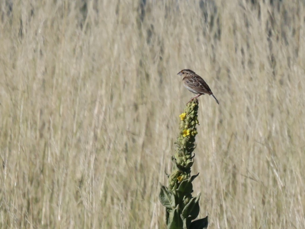 Grasshopper Sparrow - ML596423701