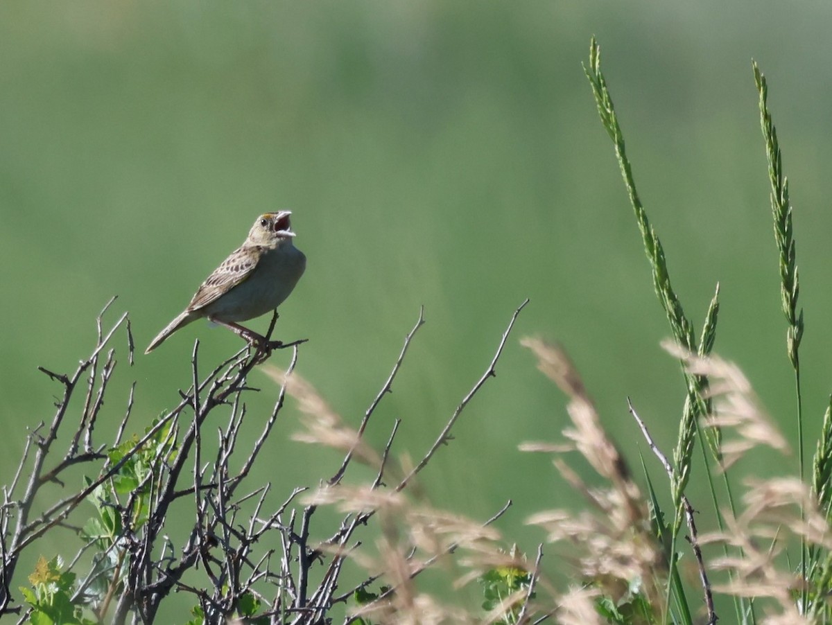 Grasshopper Sparrow - ML596423711