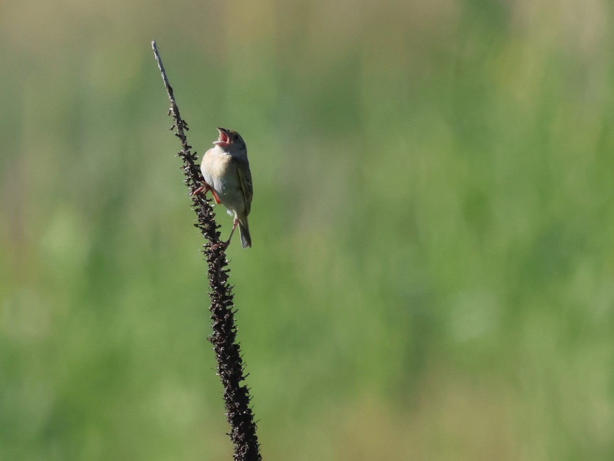 Grasshopper Sparrow - ML596423721