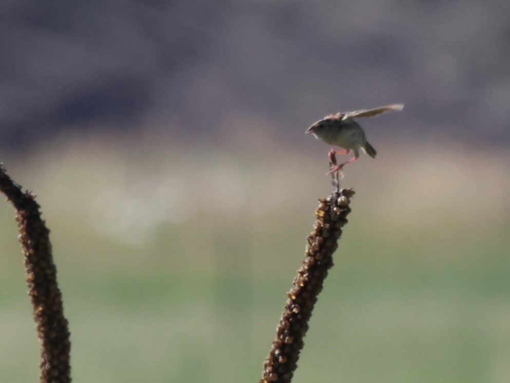 Grasshopper Sparrow - ML596423731