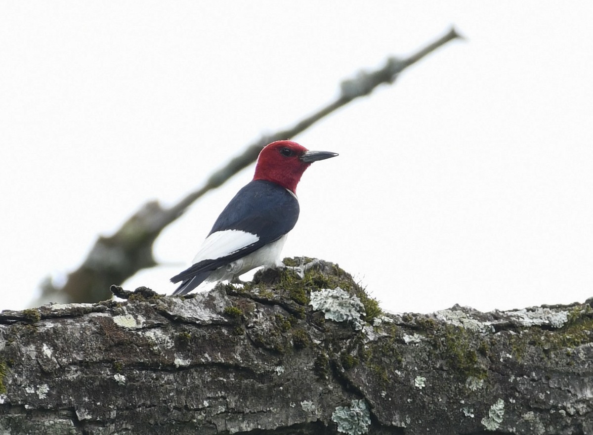 Pic à tête rouge - ML596423811