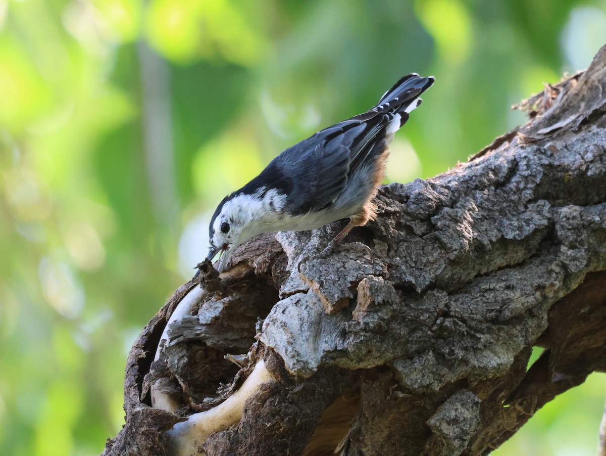 White-breasted Nuthatch - ML596423821