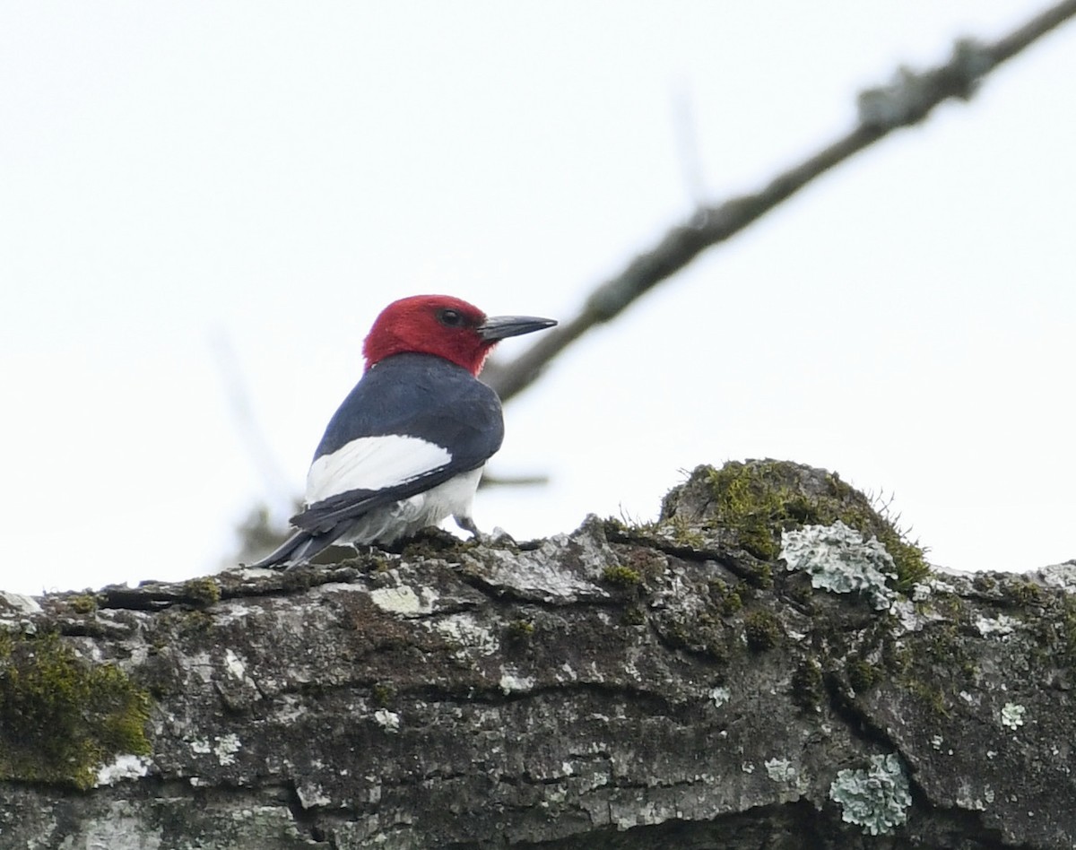 Pic à tête rouge - ML596423861