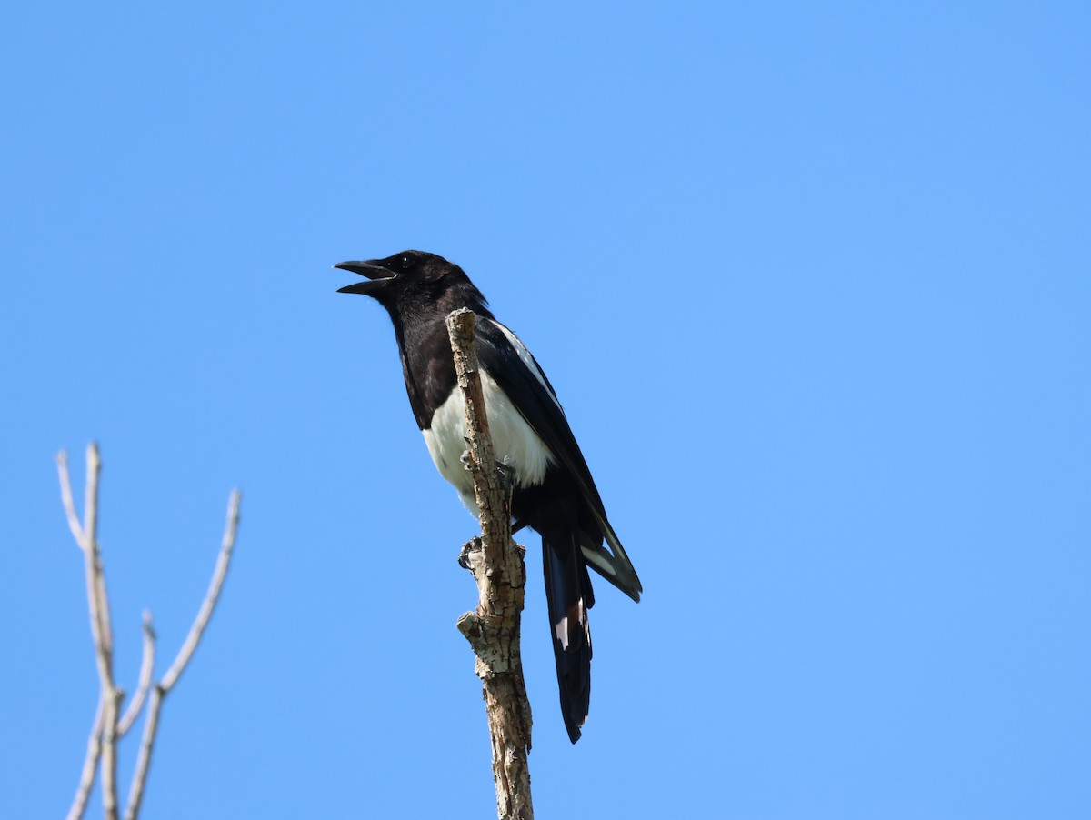 Black-billed Magpie - ML596423951