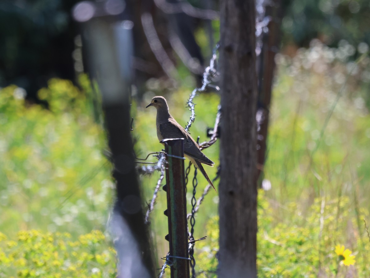 Mourning Dove - ML596424041