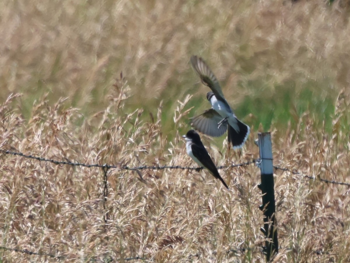 Eastern Kingbird - ML596424241