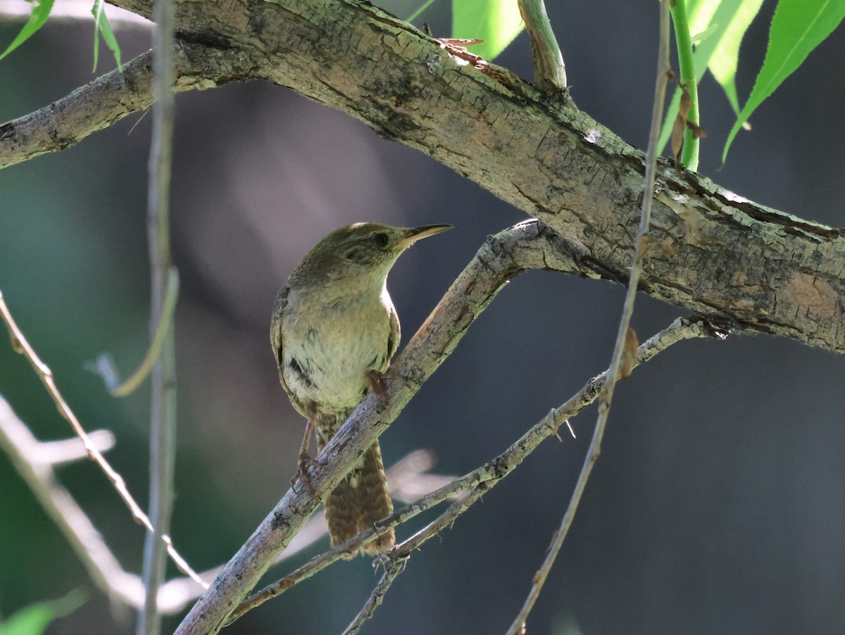 Northern House Wren - ML596424321