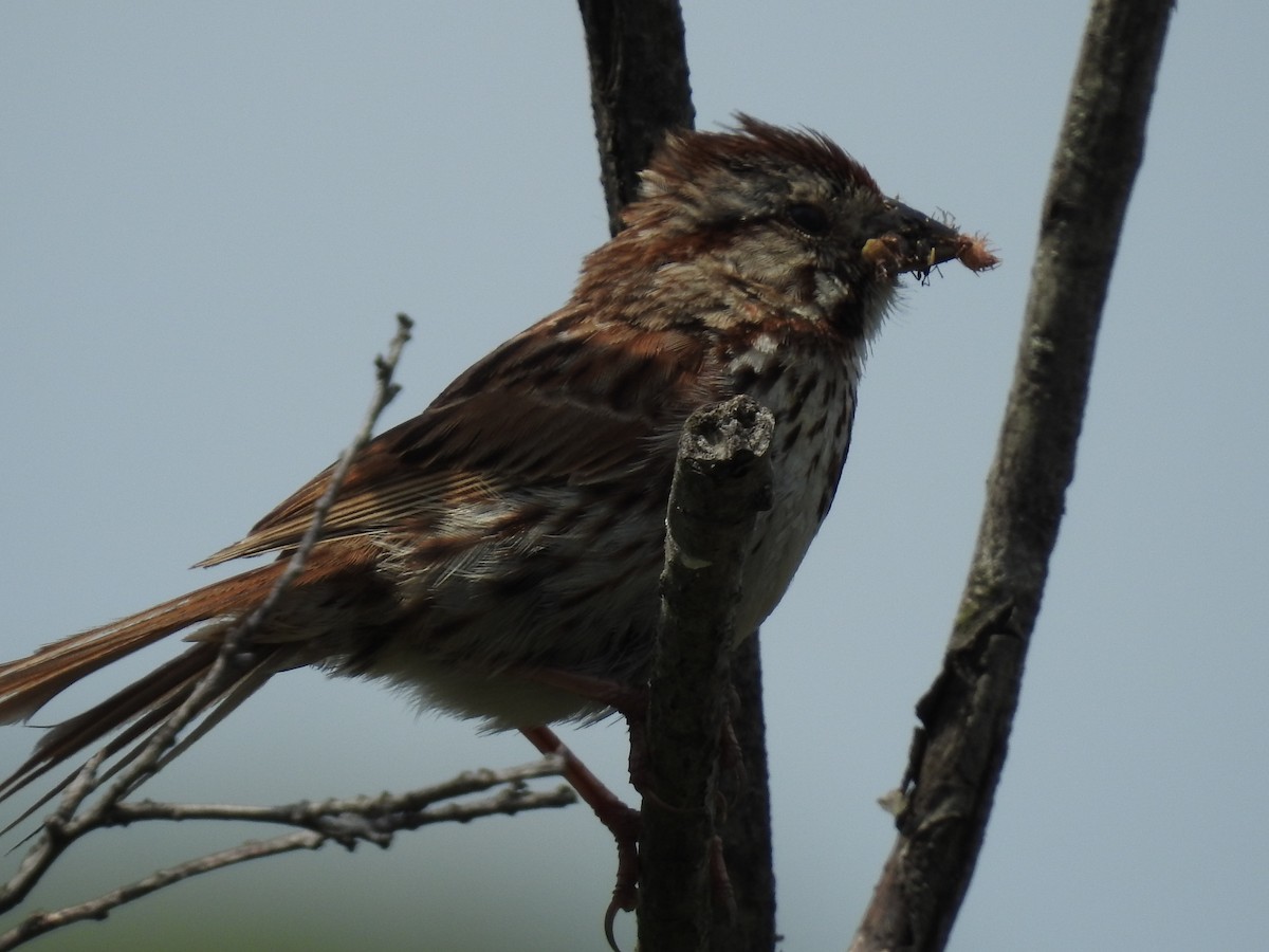 Song Sparrow - ML596424751