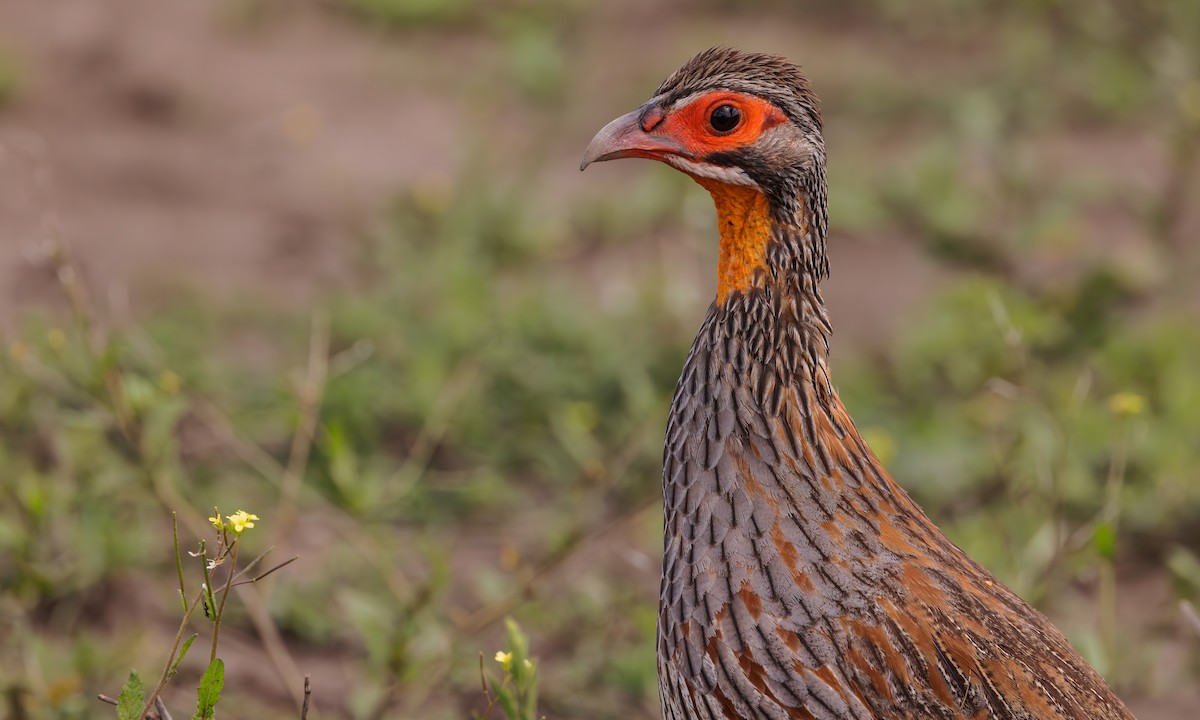 Gray-breasted Spurfowl - ML596425661