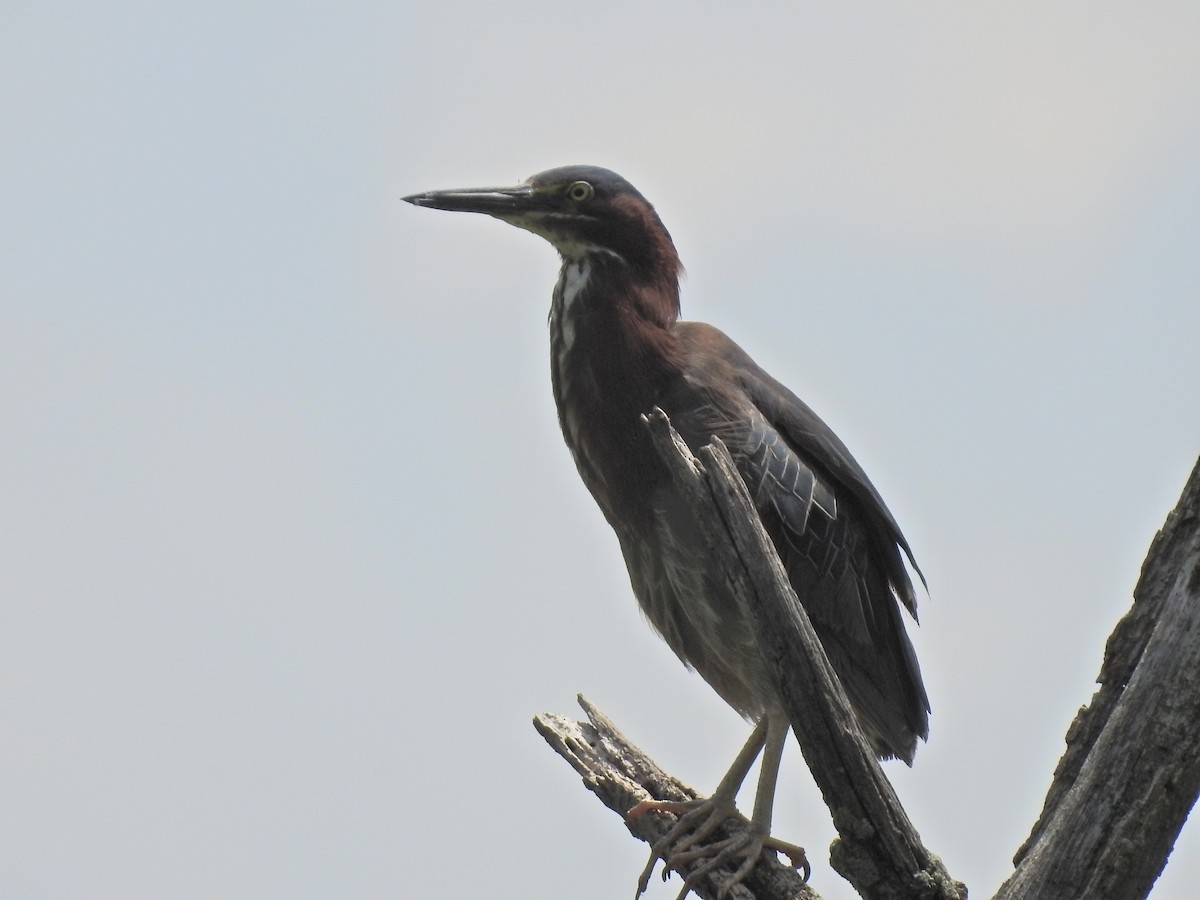 Green Heron - ML596426121