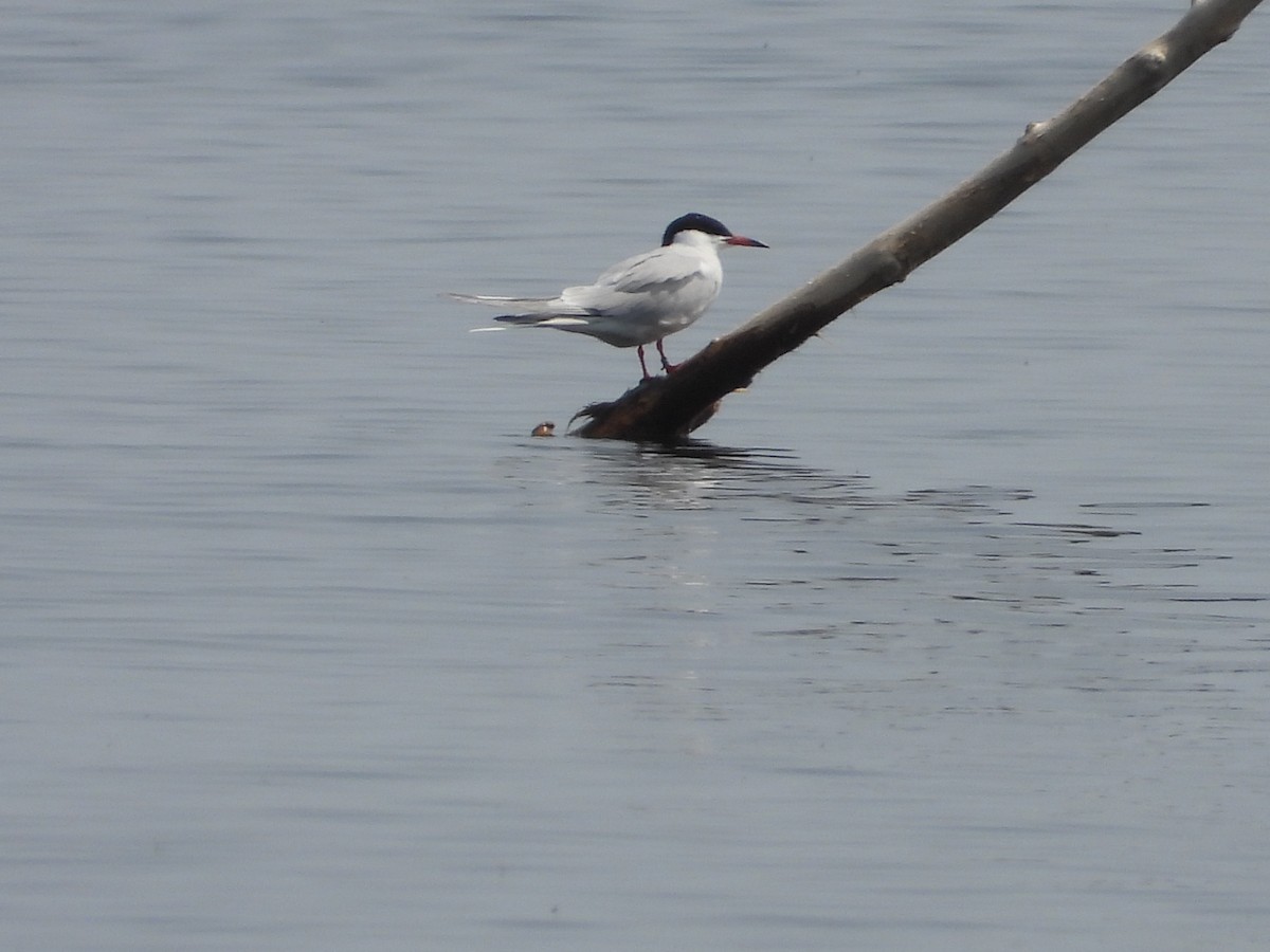 Common Tern - Matthew Thompson
