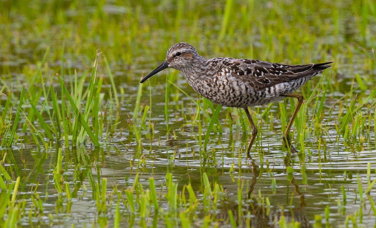 Stilt Sandpiper - ML596427381