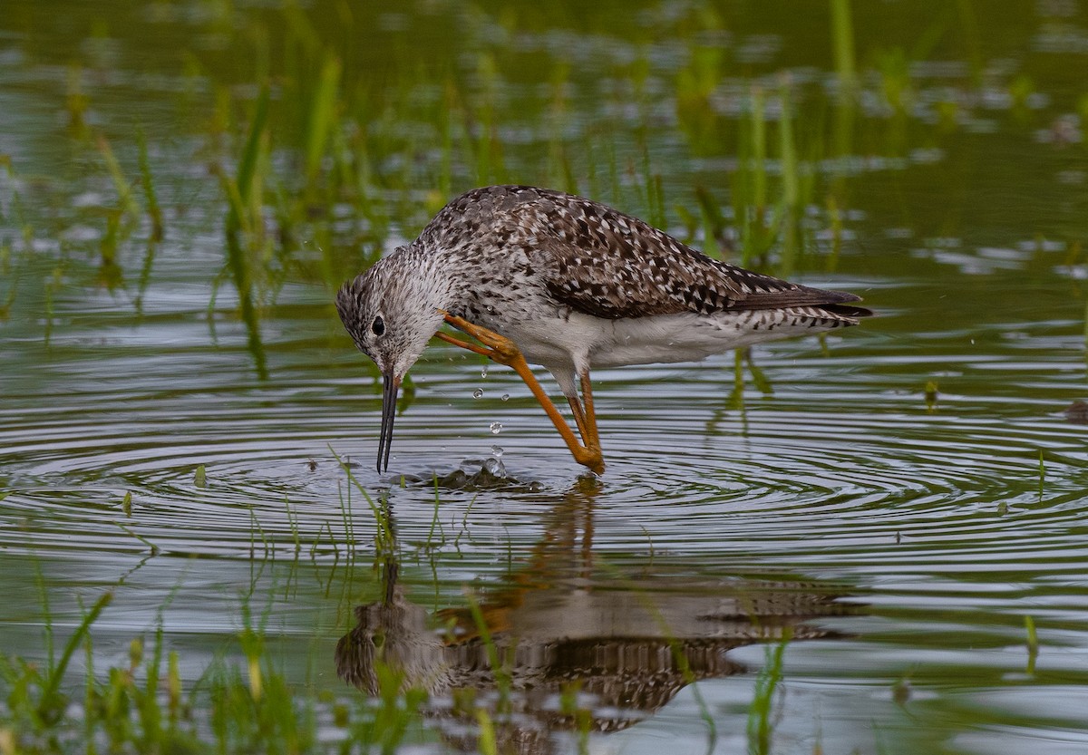 Lesser Yellowlegs - ML596427691