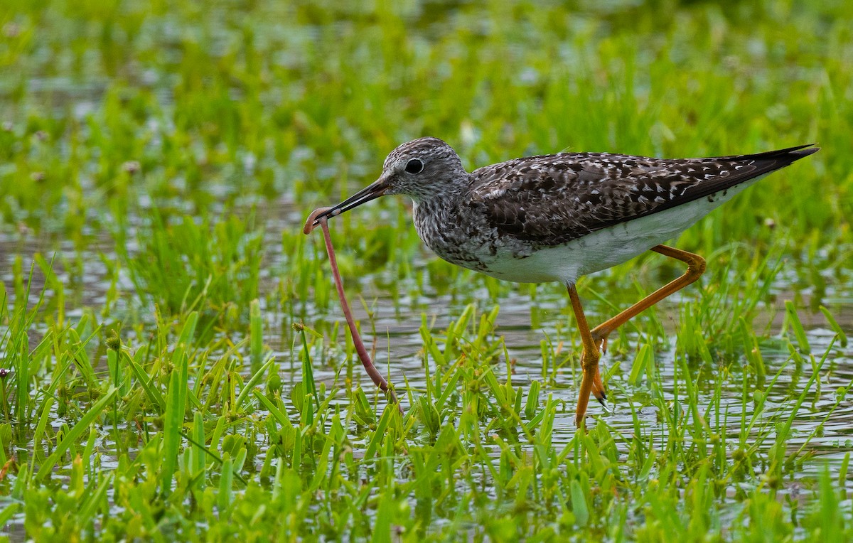 Lesser Yellowlegs - ML596427701