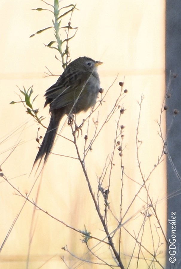Lesser Grass-Finch - ML596427761