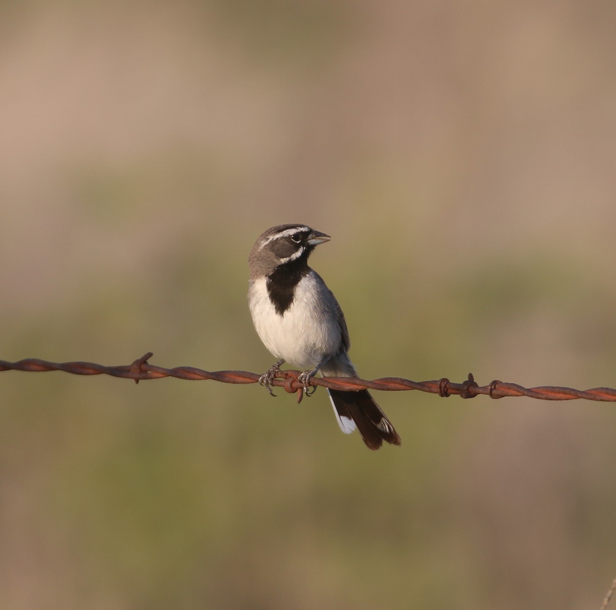 Black-throated Sparrow - ML596427921