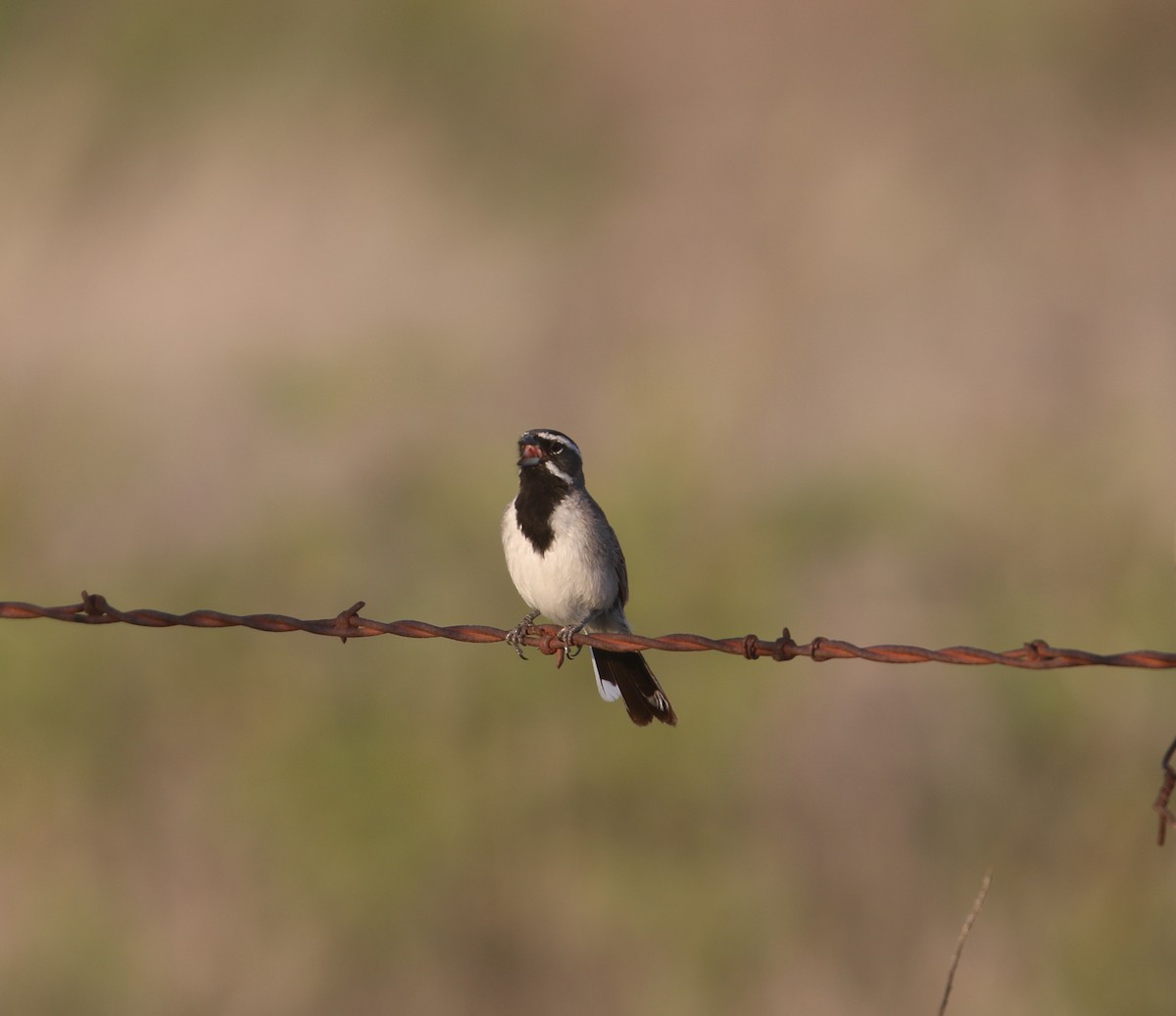 Black-throated Sparrow - ML596427931