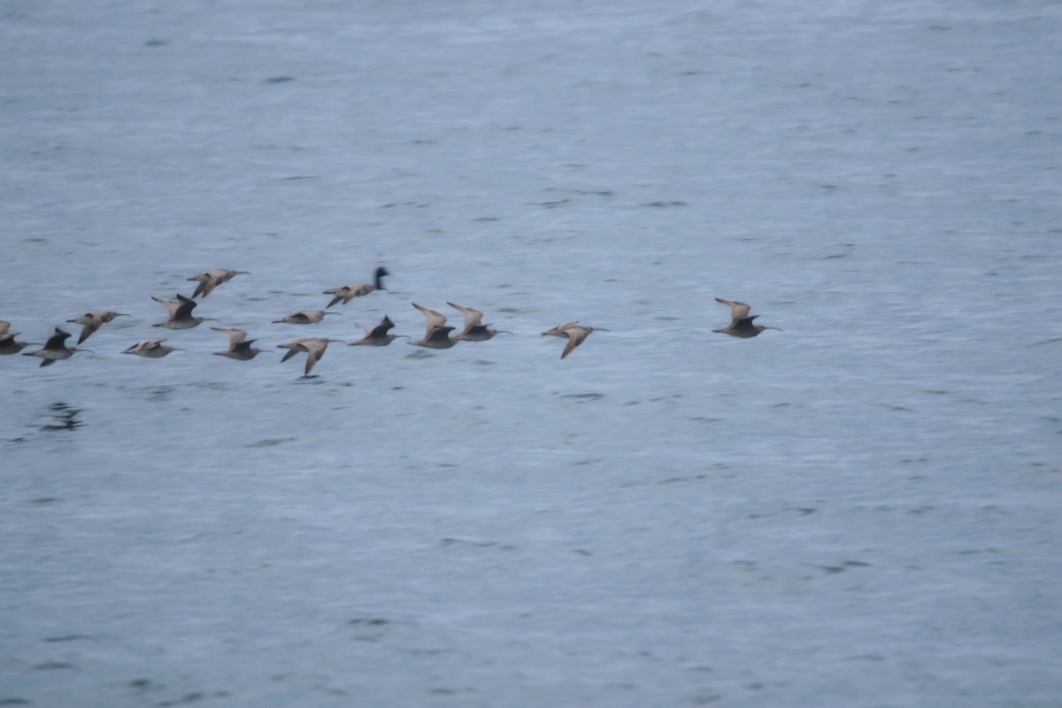 Whimbrel - Joseph Rocheteau