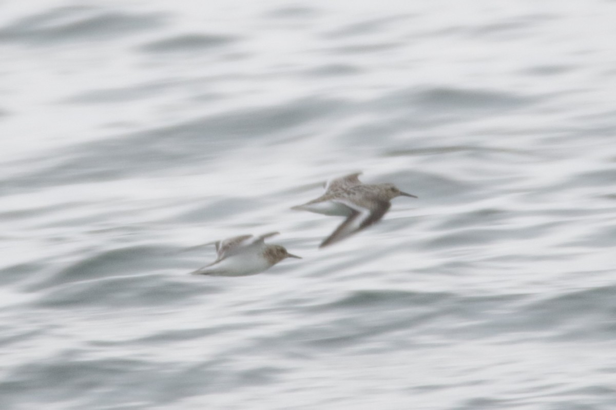 Bécasseau sanderling - ML596428071